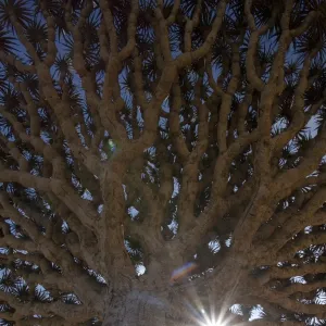 Dragonblood tree (Dracaena Cinnabari)