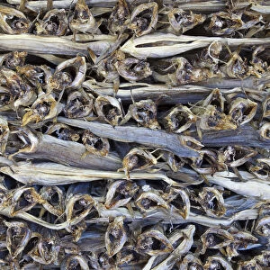 Dried Cod, stacked and ready for export, Moskenes, Moskenesoy, Lofoten, Nordland, Norway