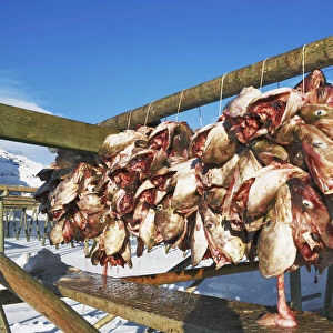 Dried fish hanging for drying - Norway, Nordland, Lofoten, Moskenesoya, Sakrisoy