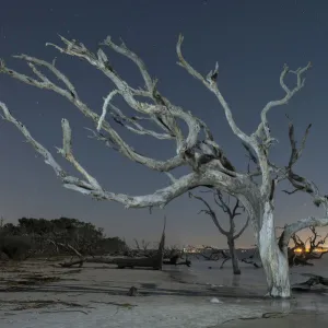 Driftwood Beach, Jekyll Island, Georgia USA