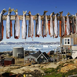 Drying fishes, Tiniteqilaq, Sermilik Fjord, Greenland