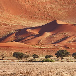 Dune impression with acacias in Namib - Namibia, Hardap, Namib