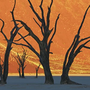 Dune impression with dead trees in Dead Vlei - Namibia, Hardap, Namib