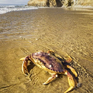 Dungeness Crab, Hug Point State Recreation Site, Oregon, USA