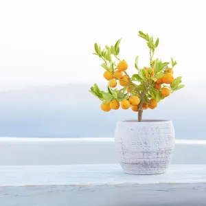 Dwarf orange plant on whitewashed table with caldera view behind, Oia, Santorini, Cyclades Islands, Greece, Europe
