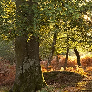 Early morning sunlight illuminates an autumnal deciduous woodland in the New Forest