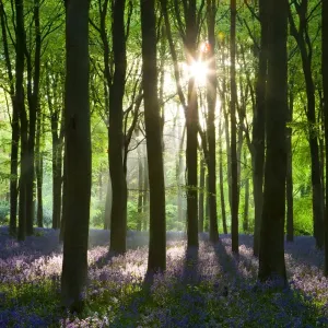 Early Morning Sunlight Print, West Woods Bluebell Woodland