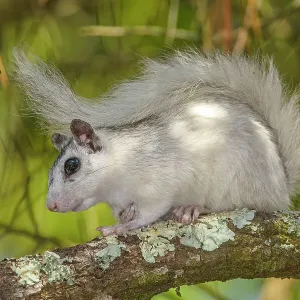 Eastern Gray Squirrel (Sciurus carolinensis) White phase, Ochlockonee River State Park, Florida, USA