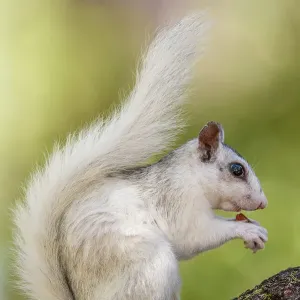 Eastern Gray Squirrel (Sciurus carolinensis) White phase, Ochlockonee River State Park, Florida, USA
