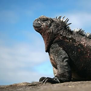Ecuador, Galapagos. A large male marine iguana soaks up the rays