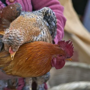 Ecuador, Plump cockerels and chickens are sold at the weekly farmers market at Sangolqui