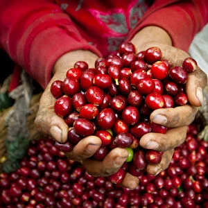 El Salvador, Coffee Pickers, Hands Full Of Coffee Cherries, Coffee Farm, Slopes Of