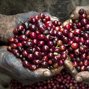 El Salvador, Coffee Pickers, Hands Full Of Coffee Cherries, Coffee Farm, Finca Malacara