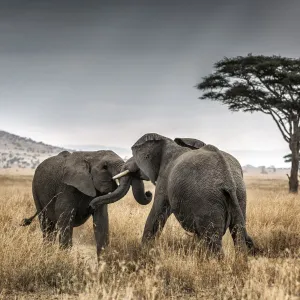 Elephant bulls fighting in thw Serengeti National Park, Tanzania, Africa