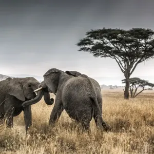 Elephant Bulls Fighting Print, Serengeti National Park, Tanzania Elephant Bulls Fighting Print, Serengeti National Park, Tanzania