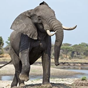 An elephant displays aggression on the banks of the Katuma River