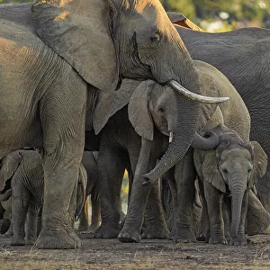 Elephant herd, Lower Zambezi National Park, Zambia