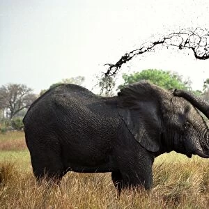 Elephant (Loxodonta africana) sprays mud from its trunk