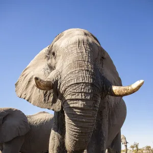 Elephant, Okavango Delta, Botswana