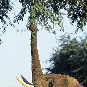 An elephant reaches up with his trunk to feed from a tree