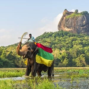Elephant ride with Lion Rock, Ancient Rock Fortress behind, Sigiriya, Sri Lanka