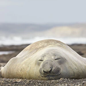 An elephant seal young male lying on the Playa Escondida beach, Chubut, Patagonia, Argentina