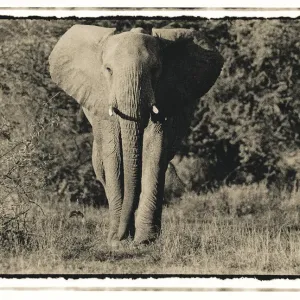 Riesentier geht dem Kamera zu auf der afrikanischen Savanne in Tansania Riesentier geht dem Kamera zu auf der afrikanischen Savanne in Tansania