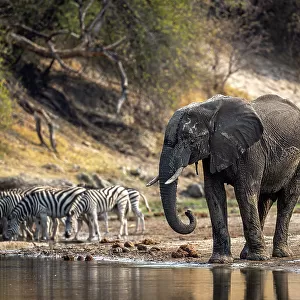 Elephant and zebra drinking, Boteti River, Botswana