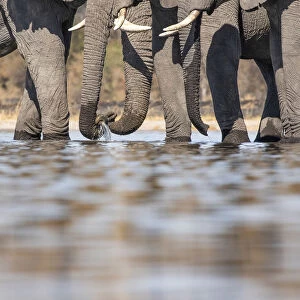 Elephants drinking, Okavango Delta, Botswana