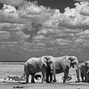 Elephants in the Etosha National Park in Namibia, Africa