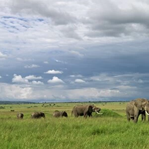Elephants in Masai Mara Game Reserve