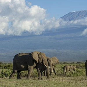 Elephants and Mount Kilimanjaro, Amboseli, Kenya