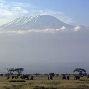 Elephants in front of Mount Kilimanjaro, Kenya