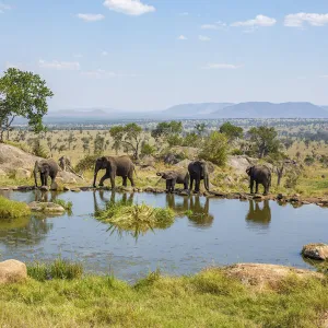 Elephants at a watering hole, Four Seasons Safari Lodge, Serengeti