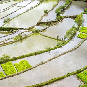 Elevated view of flooded rice terraces during early spring planting season, Batad