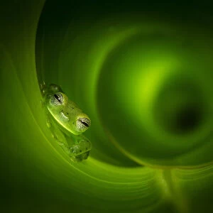 Emerald Glass Frog (Centrolene prosoblepon) inside heliconia leaf