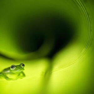 Emerald Glass Frog (Centrolene prosoblepon) Costa Rica