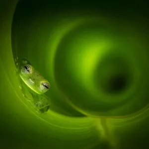 Emerald Glass Frog (Centrolene prosoblepon) inside heliconia leaf
