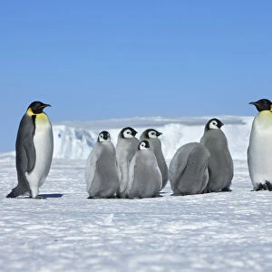 Emperor penguin Adults and chicks - Antarctica, Weddell Sea, Queen Maud Land, Ekstrom Ice Shelf, Atka Bay