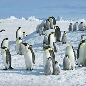 Emperor penguin colony - Antarctica, Antarctic Peninsula, Snowhill Island