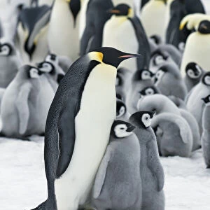 Emperor penguin colony with chicks - Antarctica, Antarctic Peninsula, Snowhill Island