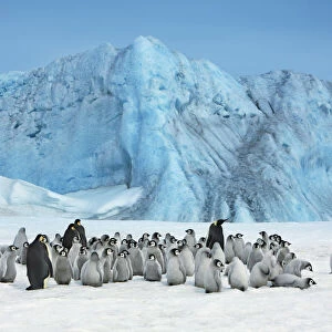 Emperor penguin colony with iceberg - Antarctica, Antarctic Peninsula, Snowhill Island
