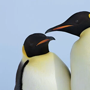 Emperor penguin couple - Antarctica, Antarctic Peninsula, Snowhill Island