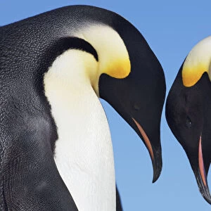 Emperor penguin greeting - Antarctica, Antarctic Peninsula, Snowhill Island
