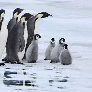 Emperor penguin group with chicksn - Antarctica, Antarctic Peninsula, Snowhill Island