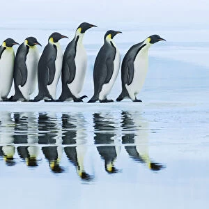 Emperor penguin group on way to rookery - Antarctica, Antarctic Peninsula