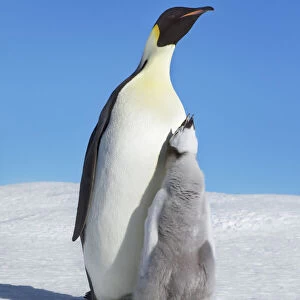 Emperor penguin parents with begging chick - Antarctica, Antarctic Peninsula