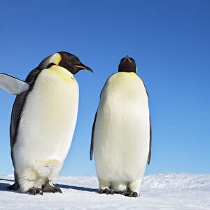 Emperor penguin stretching - Antarctica, Antarctic Peninsula, Snowhill Island