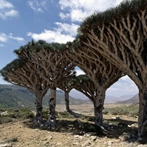 Endemic Dragons Blood Trees