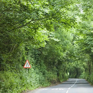 England, Devon, Tree Lined Country Road